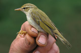 Arctic Warbler (Phylloscopus borealis)