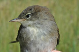 Cettis Warbler (Cettia cetti cetti)