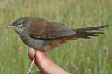 Cettis Warbler (Cettia cetti cetti)