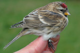 Lesser Redpoll (Carduelis cabaret)