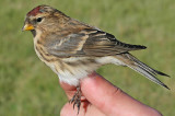 Lesser Redpoll (Carduelis cabaret)