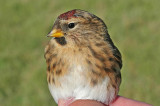 Lesser Redpoll (Carduelis cabaret)