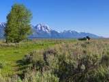 7-4-10_GRAND TETONS_0015 19mb.tif