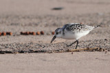 Sanderling