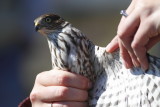 Sharp-shinned hawk banding demo