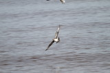 Parasitic Jaeger