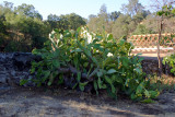 Elephant Ear Cacti