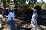 Planting Irises