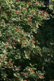0001_IMG_3108 Mountain Ash