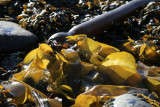 0013_IMG_3116 Kelp