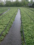 RIMG0107.jpg