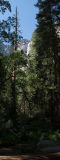 yosemite-falls-1.jpg