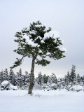 IMG_8517.jpg