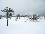 IMG_8536.jpg