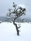 IMG_8541.jpg