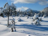 Snow Covered Muskeg
