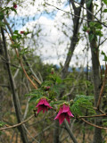 Salmonberry flowers