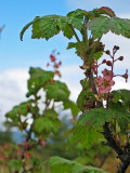 Trailing Black Currant (?)