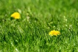 A study of dendelions