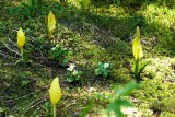 Ring of skunk cabbage around white marsh marigolds