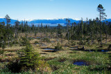 Muskeg, Frederick Sound, mainland