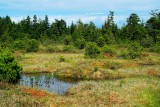 Muskeg