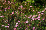 Mass of Bog Laurels