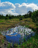 Muskeg Pool