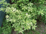 Dons Variegated Austrinum *