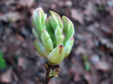 <i>atlanticum</i> flower bud