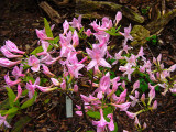 <i>prinophyllum</i>