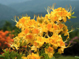<i>calendulaceum</i> Compact Yellow *