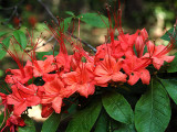 <i>prunifolium</i> Large Light Red *