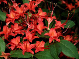 <i>prunifolium</i> Good Red *