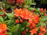 Coccineum Speciosum