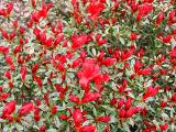 Girards Variegated Hot Shot