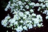 Kermesinum Album
