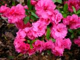 Roseum