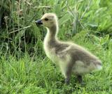 Canada Geese Gooslings & Mallard Ducklings