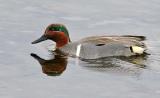 Birds     Green-winged Teal