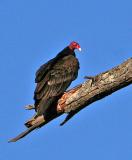 Birds Turkey Vulture