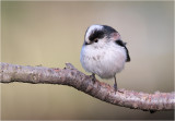 Staartmees/ Long Tailed Tit