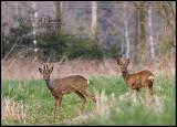 IMG_0792cn.jpg