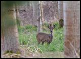 IMG_0841c.jpg
