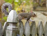 Squirrel