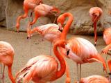 San Antonio Zoo 2