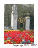 Spring Flowers by Buckingham Palace