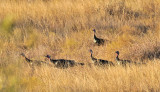 NOV_9185 Rio Grande Turkeys