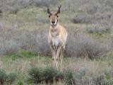 Lone Prairie Goat