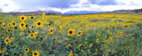 Roadside_Gardner Colorado